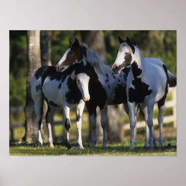 Poster Trois Chevaux De Peinture Se Trouvent Ensemble (Devant)
