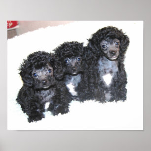 Poster Trois chiots noirs Toy Poodle
