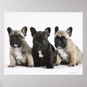 Poster Trois Chiots Pedigree