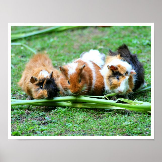 Poster Trois cochons de Guinée mignons en rang mangeant d (Devant)