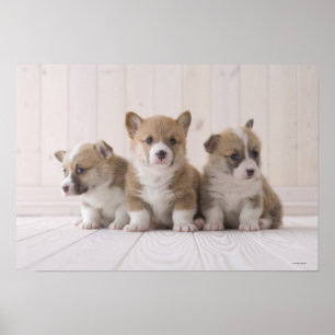 Poster Trois Corgi gallois