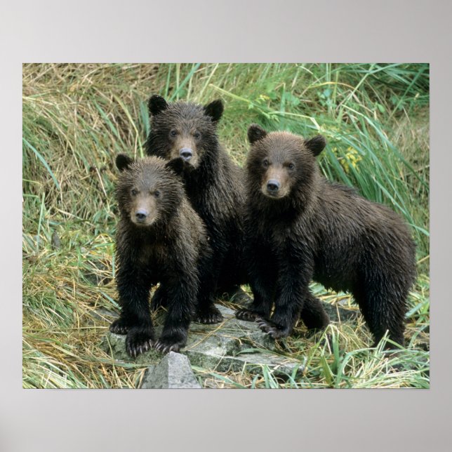 Poster Trois Cubes d'ours grizzli ou des Coys (Cub de (Devant)