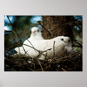 Poster Trois dans un arbre
