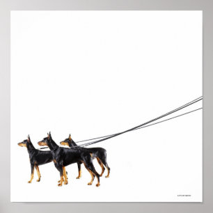 Poster Trois dobermann sur la laisse