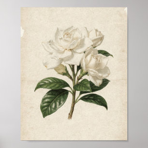 Poster Trois Gardenias Blancs sur une Branche Art Botaniq