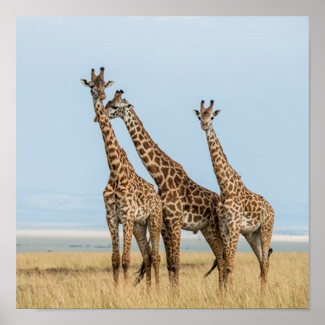 Poster Trois girafes Poing (Devant)
