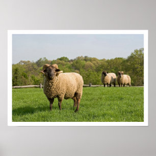 Poster Trois moutons dans un pâturage