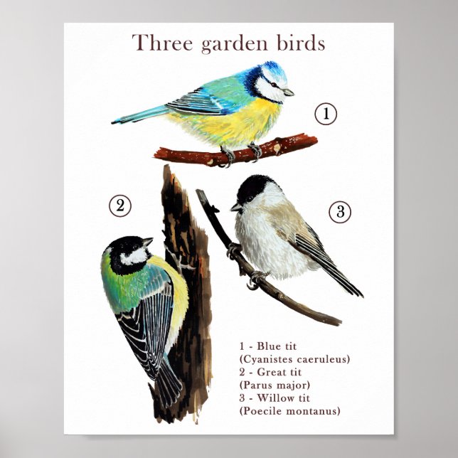 Poster Trois oiseaux de jardin (Devant)