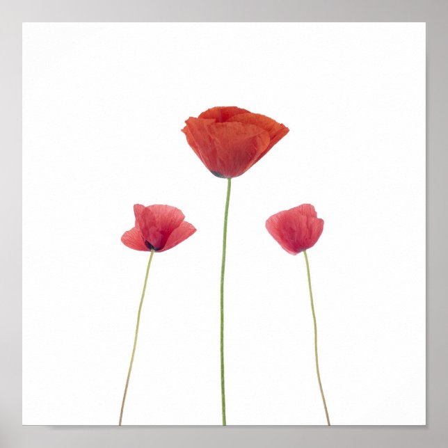 Poster Trois pavots (Devant)