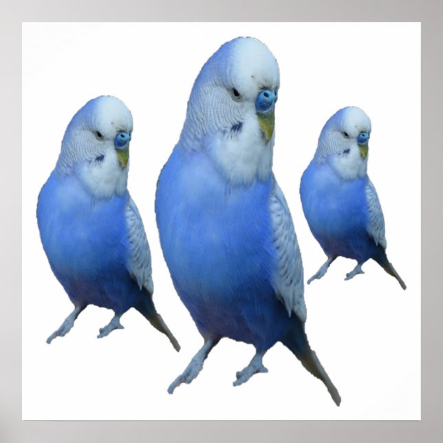 Poster trois perruches bleues (Devant)