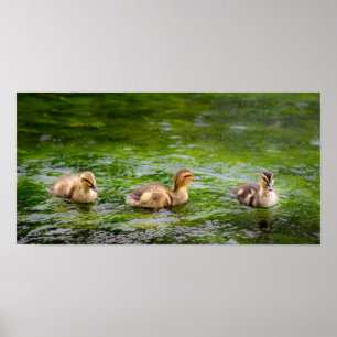 Poster Trois petits canards