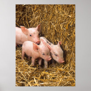 Poster Trois petits cochons