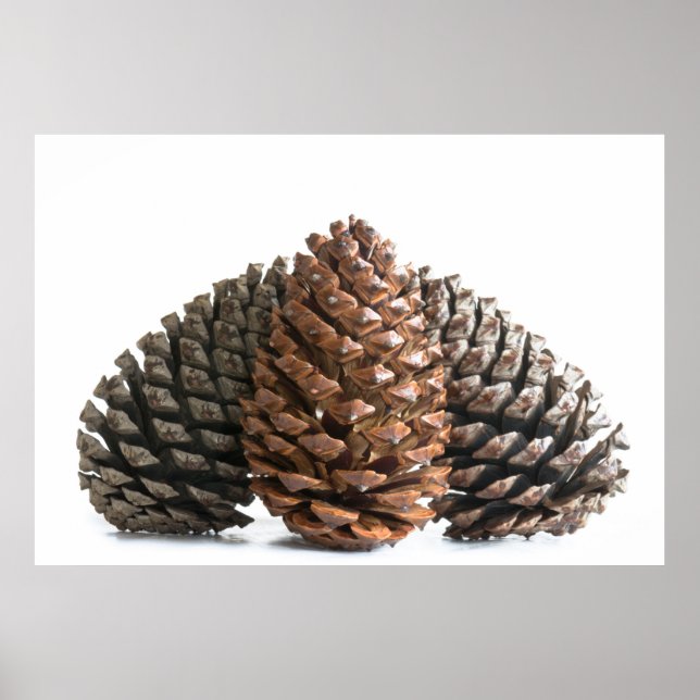 Poster Trois pinecones (Devant)