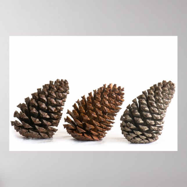 Poster Trois pinecones (Devant)