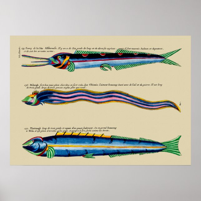 Poster Trois poissons maigres sur n'importe quelle affich (Devant)