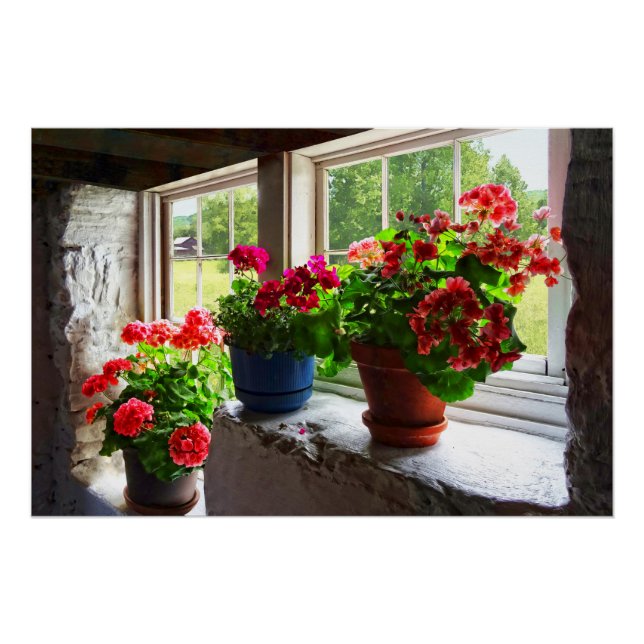 Poster Trois Pots de Geraniums sur Windowsill (Devant)