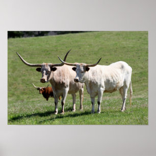 Poster Trois Texas Longhorns