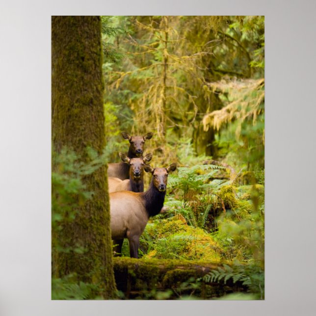 Poster Trois Vaches De Elk Roosevelt Regardant Vue (Devant)