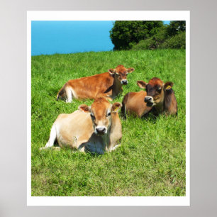 Poster Trois vaches Jersey