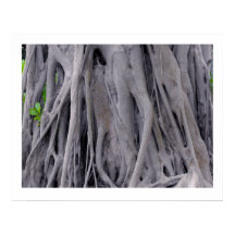 Tronc d'arbre de Banyan