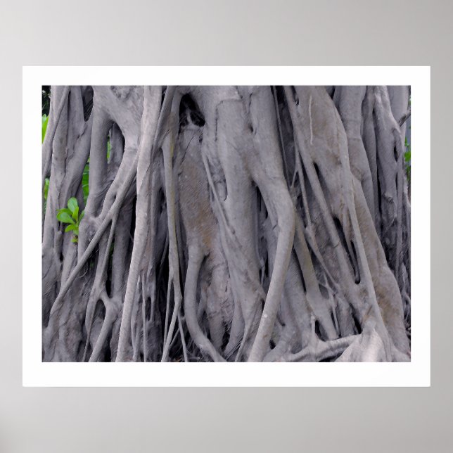Poster Tronc d'arbre de Banyan (Devant)