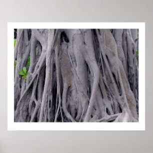 Poster Tronc de banian