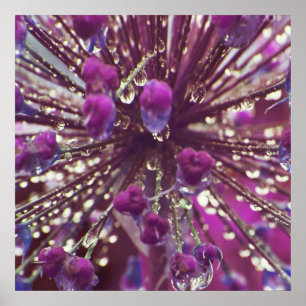 Poster Trop de pluie sur violet Allium Flower Macro Abstr
