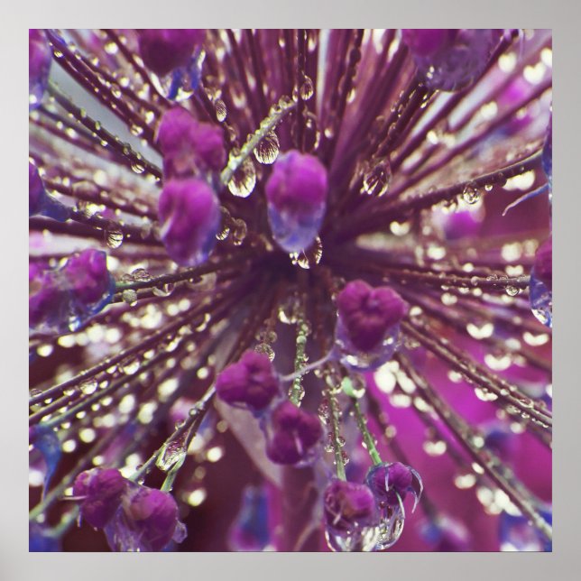 Poster Trop de pluie sur violet Allium Flower Macro Abstr (Devant)