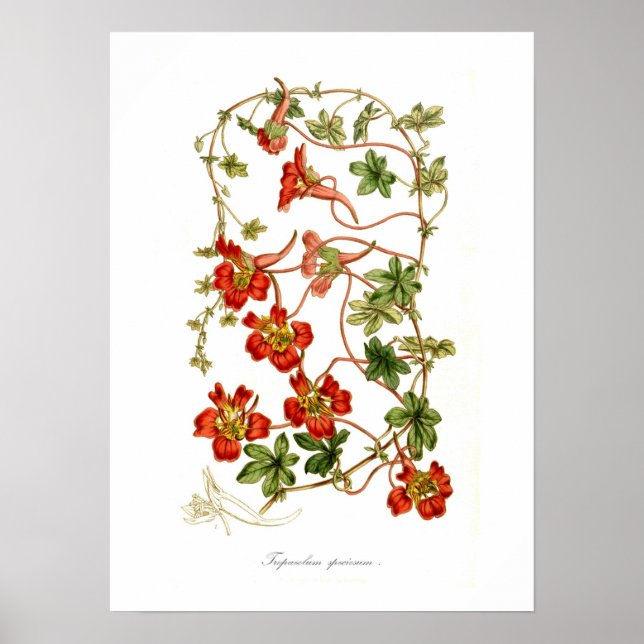 Poster Tropaeolum speciosum (Devant)