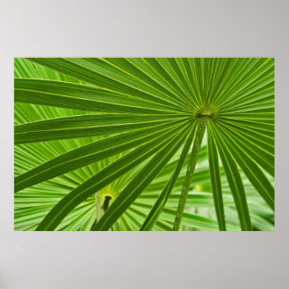 Poster Tropical