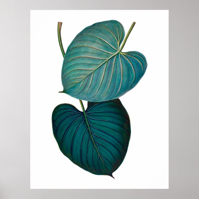 Poster Tropical exotique feuilles philodendron (Devant)