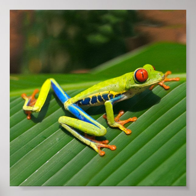 Poster Tropical forêt tropicale verte aux yeux rouges Fro (Devant)