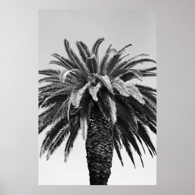 Poster Tropical Palm Tree, Imprimer (Devant)