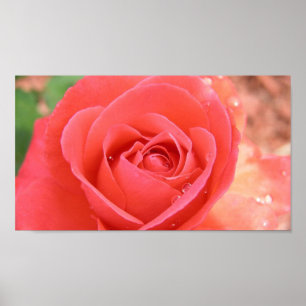 Poster tropicana_rose-1920x1080 TROPICANA ROSE PINK BEAUT