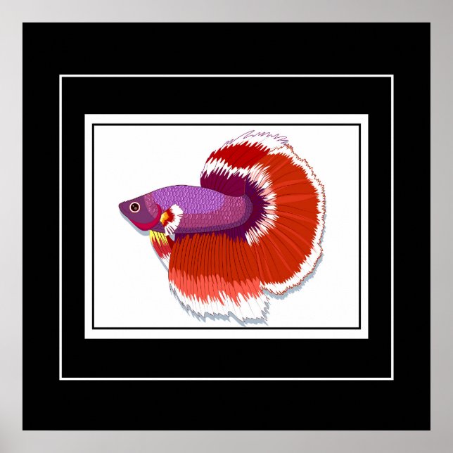 Poster-Tropischer Fisch Poster (Vorne)