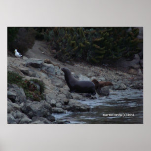 Poster Trou d'arrosage Monterey