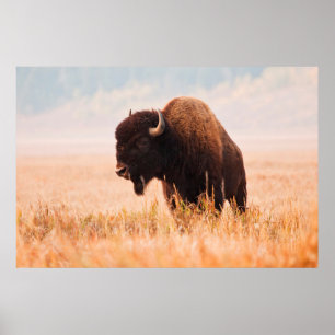 Poster Troupeau de bisons d'Amérique (Bison Bison) à Teto
