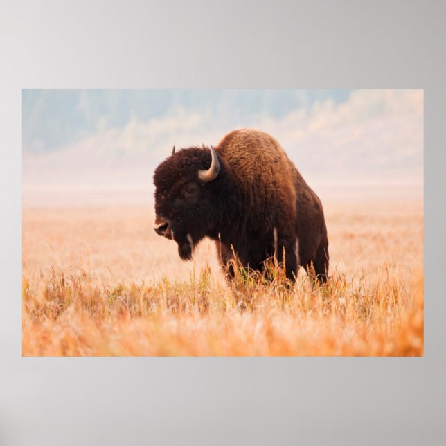 Poster Troupeau de bisons d'Amérique (Bison Bison) à Teto (Devant)