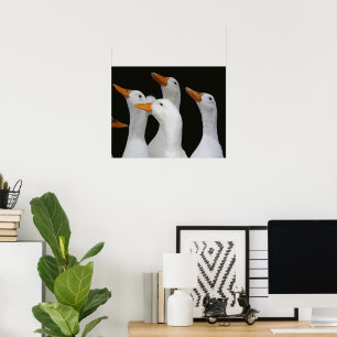 Poster Troupeau de canards blancs photographique