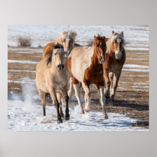 Poster Troupeau de Chevaux de race mixte courant dans la