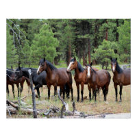 Troupeau de chevaux sauvages