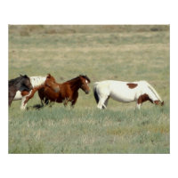 Troupeau de chevaux sauvages