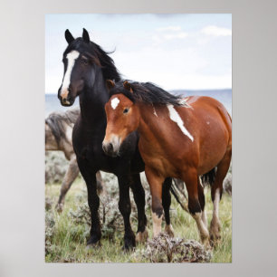 Poster Troupeau de Chevaux sauvages