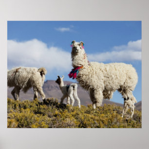 Poster Troupeau de lama décoré dans les montagnes du Puna