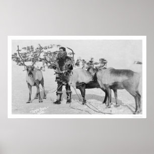 Poster Troupeau de rennes Alaska 1909