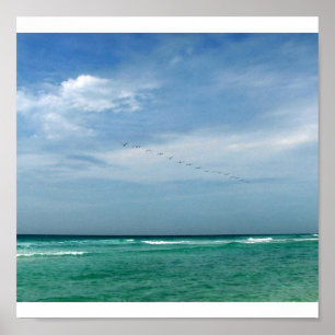 Poster Troupeau en vol - Destin, la Floride