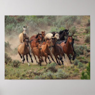 Poster Troupeau sauvage de Mustang