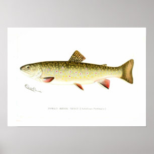 Poster Truite de ruisseau femelle