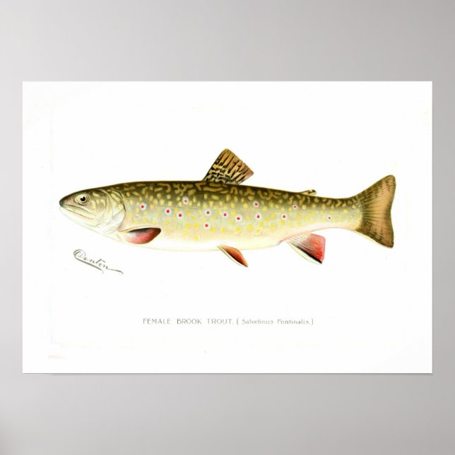 Poster Truite de ruisseau femelle (Devant)
