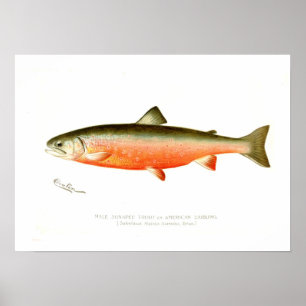 Poster Truite masculine de Sunapee